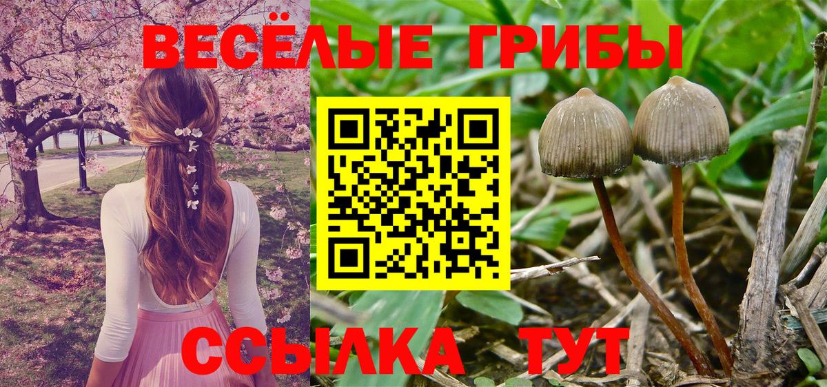 Галлюциногенные грибы прущие грибы Ковров